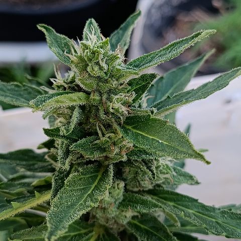 Sprite growlog timeline photo