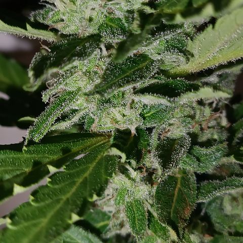 Sprite growlog timeline photo