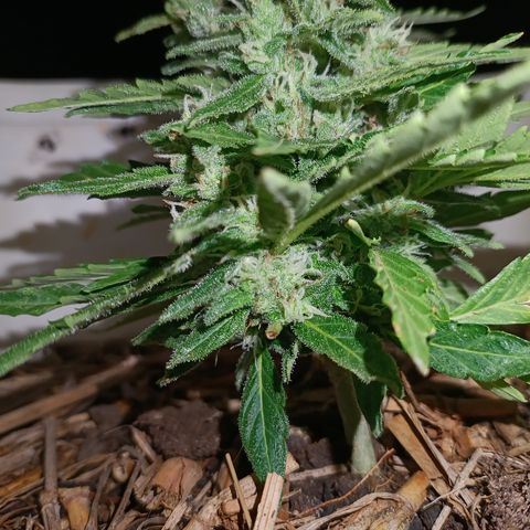 Sprite growlog timeline photo