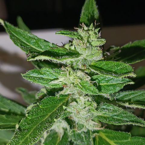 Sprite growlog timeline photo