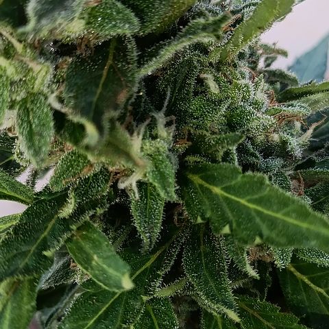 Sprite growlog timeline photo