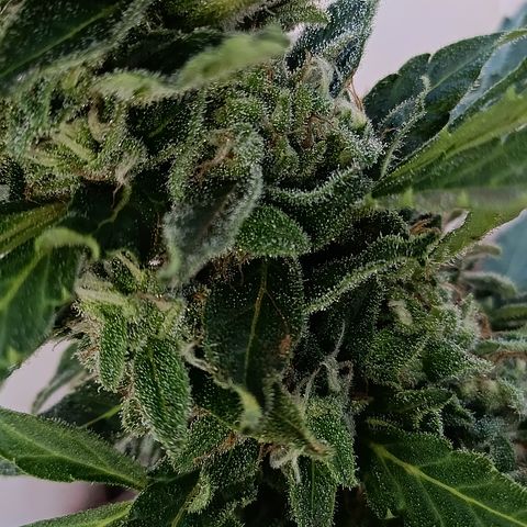 Sprite growlog timeline photo