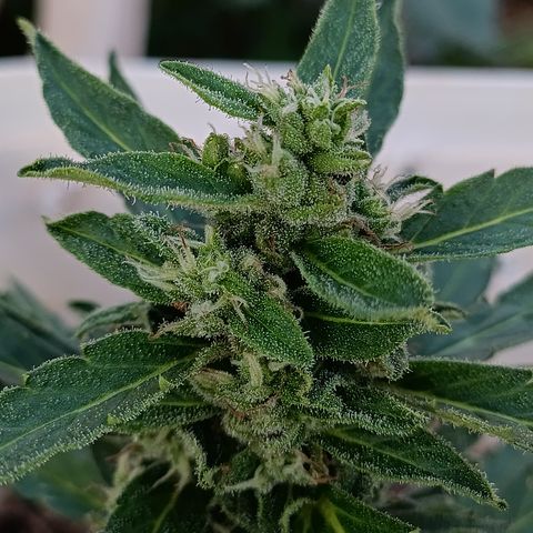 Sprite growlog timeline photo