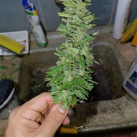Sprite growlog timeline photo