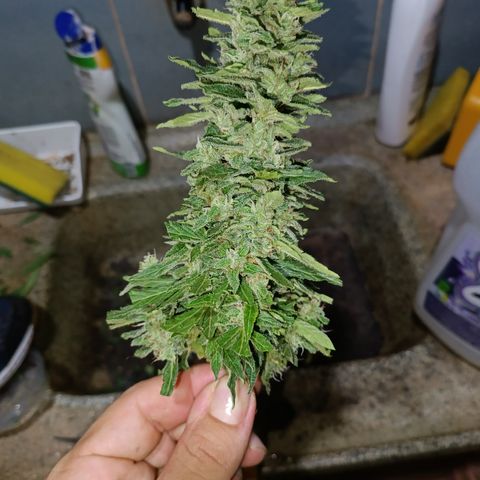 Sprite growlog timeline photo