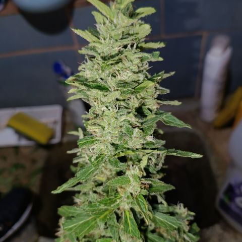 Sprite growlog timeline photo