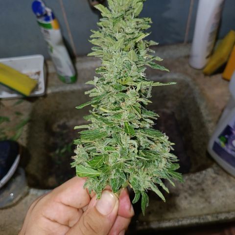Sprite growlog timeline photo
