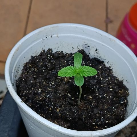 Velhinho growlog timeline photo