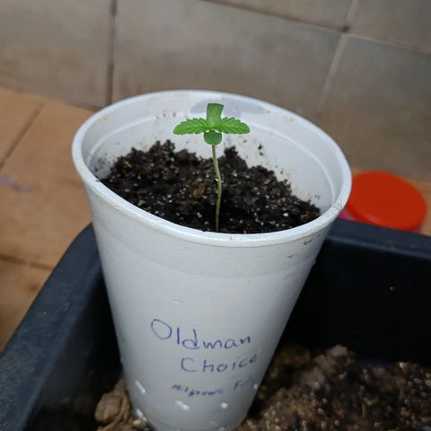 Velhinho growlog timeline photo