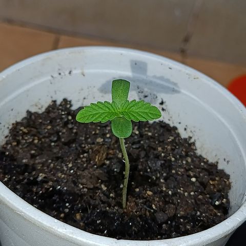 Velhinho growlog timeline photo