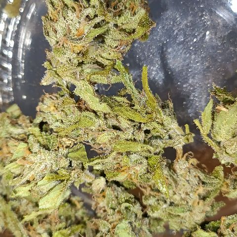 Sprite growlog timeline photo