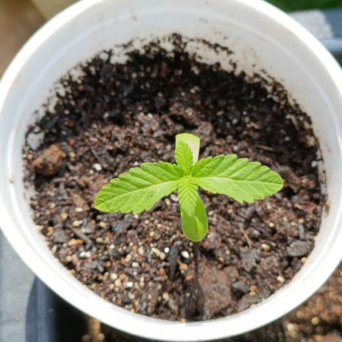 Velhinho growlog timeline photo