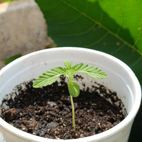 Velhinho growlog timeline photo