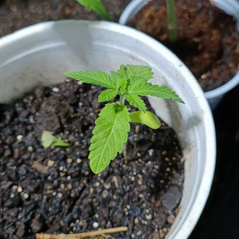 Velhinho growlog timeline photo