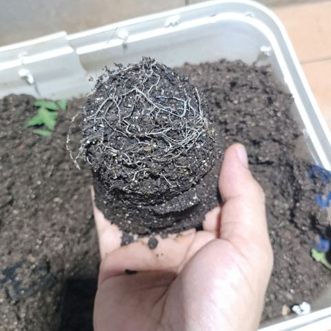 Velhinho growlog timeline photo