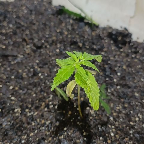 Velhinho growlog timeline photo