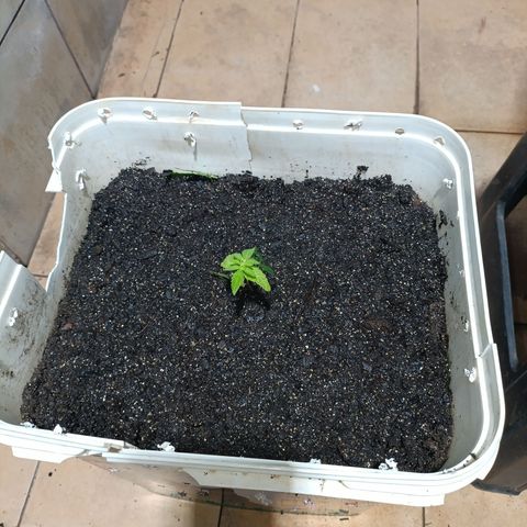 Velhinho growlog timeline photo