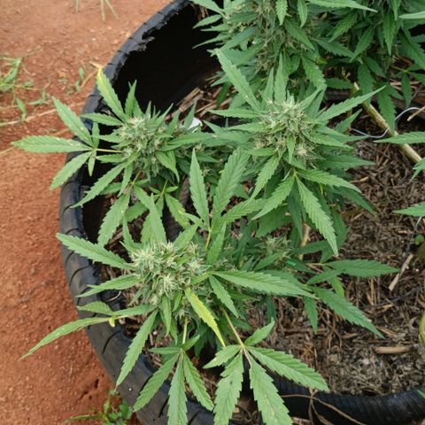 Double Amnesias growlog photo: Passei a faca na planta menor, a outra vou deixar mais tempo