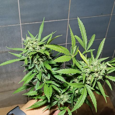 Double Amnesias growlog photo: Passei a faca na planta menor, a outra vou deixar mais tempo