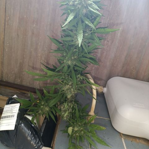 Double Amnesias growlog photo: Passei a faca na planta menor, a outra vou deixar mais tempo