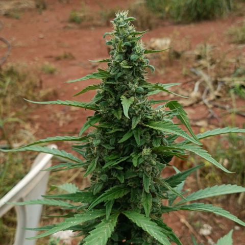 Double Amnesias growlog photo: Passei a faca na planta menor, a outra vou deixar mais tempo
