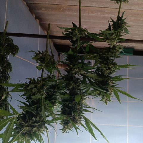 Double Amnesias growlog photo: Passei a faca na planta menor, a outra vou deixar mais tempo