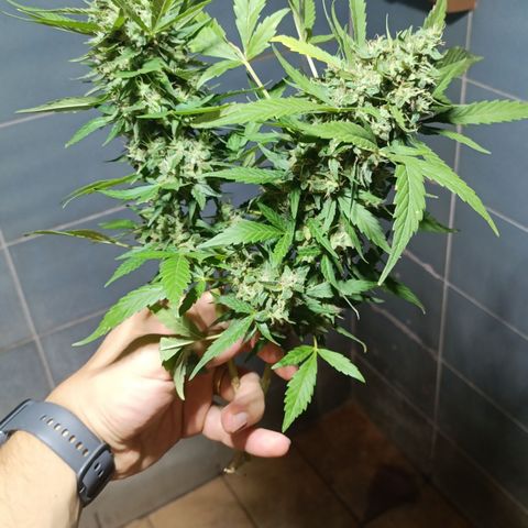 Double Amnesias growlog photo: Passei a faca na planta menor, a outra vou deixar mais tempo