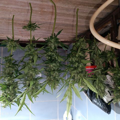 Double Amnesias growlog photo: Passei a faca na planta menor, a outra vou deixar mais tempo