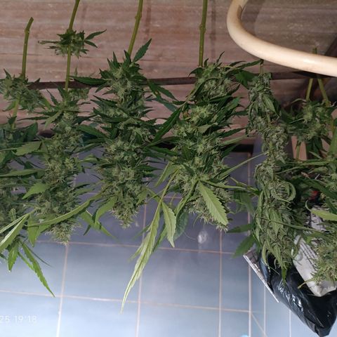 Double Amnesias growlog photo: Passei a faca na planta menor, a outra vou deixar mais tempo