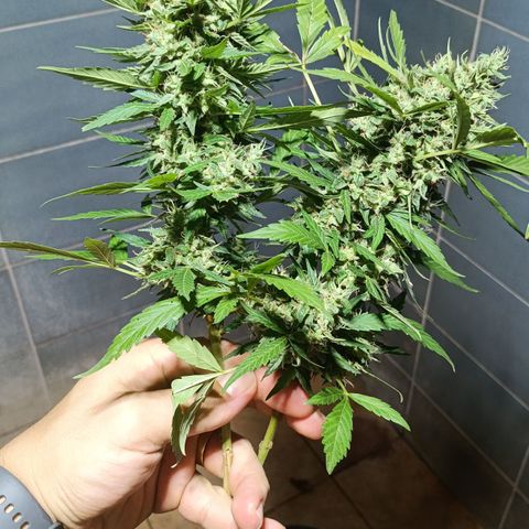 Double Amnesias growlog photo: Passei a faca na planta menor, a outra vou deixar mais tempo