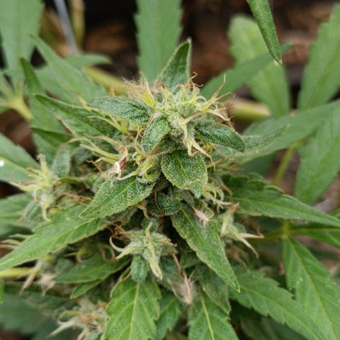 Double Amnesias growlog photo: Passei a faca na planta menor, a outra vou deixar mais tempo