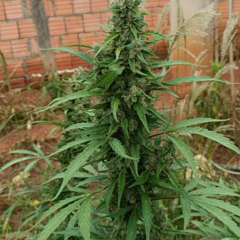 Double Amnesias growlog photo: Passei a faca na planta menor, a outra vou deixar mais tempo