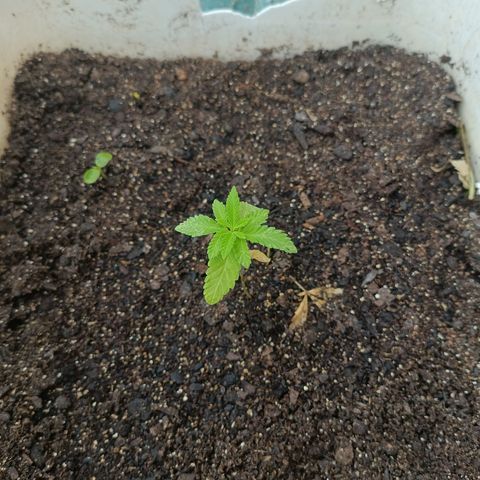 Velhinho growlog timeline photo