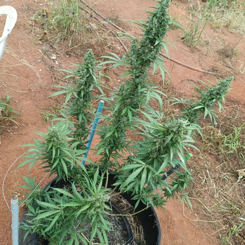 Double Amnesias growlog photo: Triste e sozinha