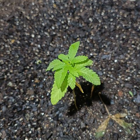 Velhinho growlog timeline photo