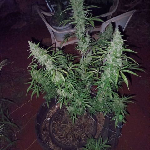 Double Amnesias growlog timeline photo