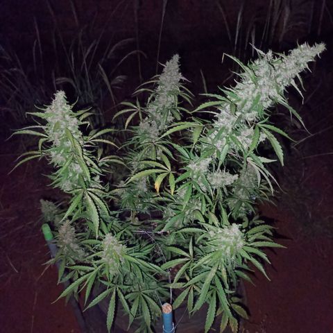 Double Amnesias growlog timeline photo
