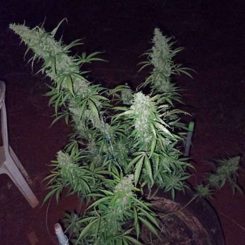 Double Amnesias growlog timeline photo
