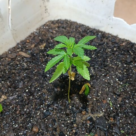 Velhinho growlog timeline photo