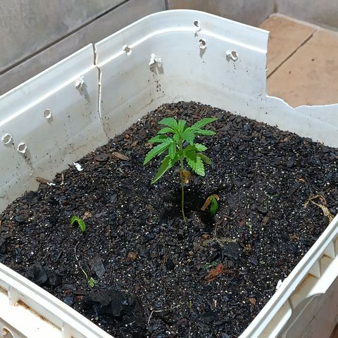 Velhinho growlog timeline photo
