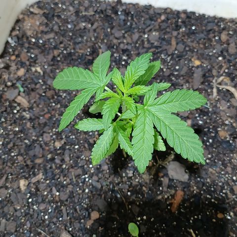 Velhinho growlog timeline photo