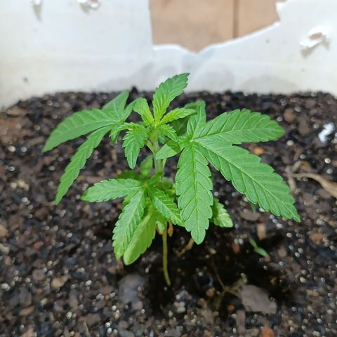 Velhinho growlog timeline photo
