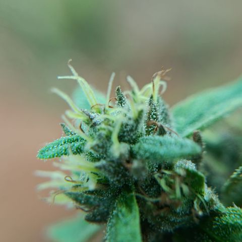 Double Amnesias growlog timeline photo
