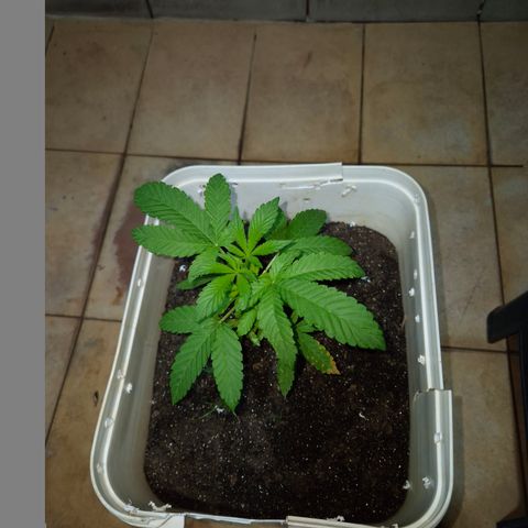 Velhinho growlog timeline photo