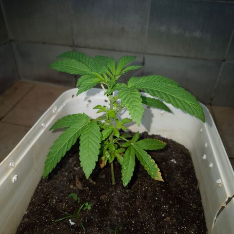 Velhinho growlog timeline photo