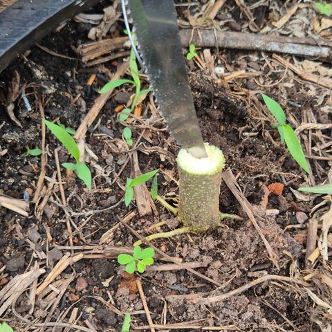 Double Amnesias growlog timeline photo