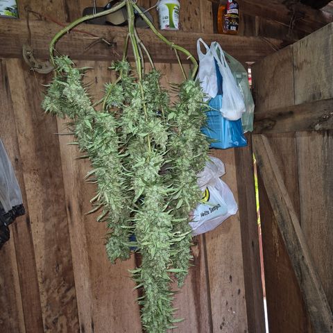 Double Amnesias growlog timeline photo