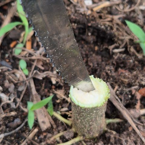 Double Amnesias growlog timeline photo