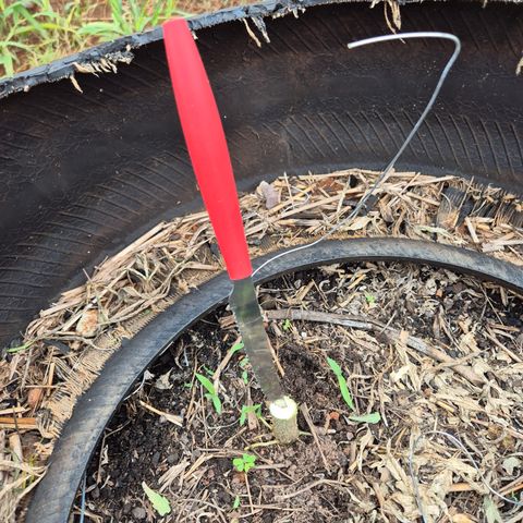 Double Amnesias growlog timeline photo