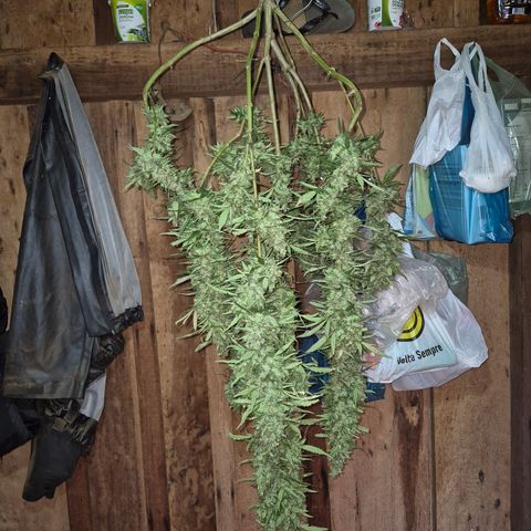 Double Amnesias growlog timeline photo